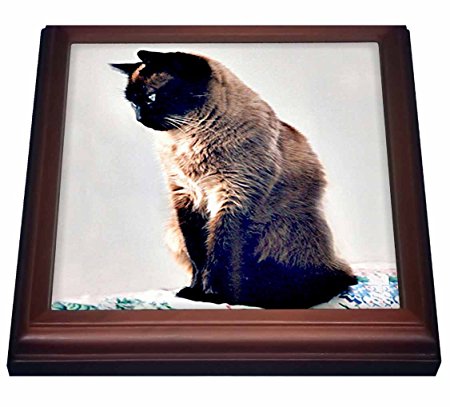 3dRose trv_645_1 Siamese Cat Trivet with Ceramic Tile, 8 by 8