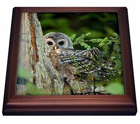 3dRose trv_74058_1 Juvenile Barred Owl, Stanley Park, British Columbia CN02 PCL0191 Paul Colangelo Trivet with Ceramic Tile, 8 by 8″, Brown Review