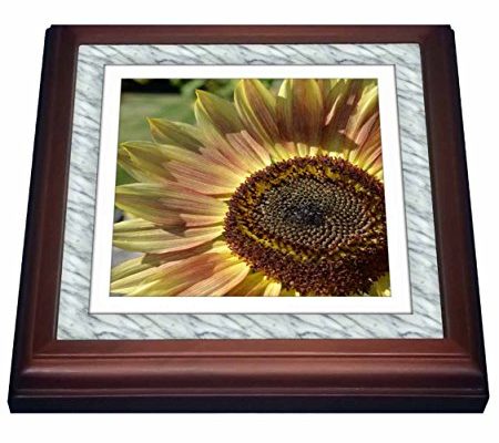 3dRose trv_41144_1 White Marble Print Frame-Sunflower-Flowers-Photography Trivet with Ceramic Tile, 8 by 8″, Brown Review