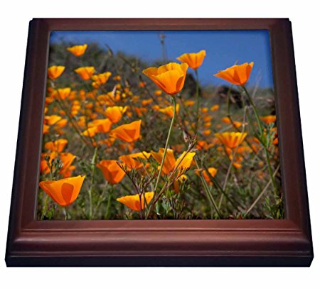 3dRose trv_142856_1 Golden California Poppy Flowers, California, USA Tom Norring Trivet with Ceramic Tile, 8