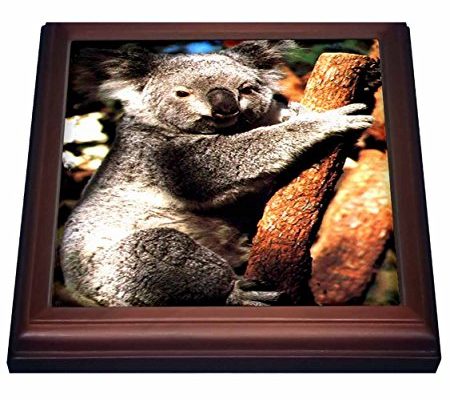 3dRose trv_617_1 Koala Trivet with Ceramic Tile, 8 by 8″, Brown Review