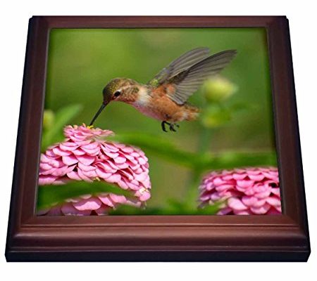 3dRose trv_63588_1 Hummingbird in a Summer Garden-Photography Trivet with Ceramic Tile, 8 by 8″, Brown Review