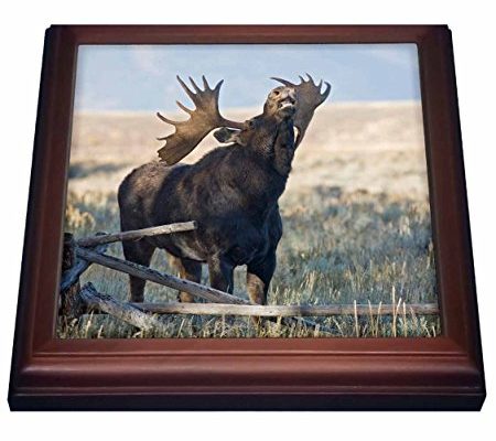 3dRose trv_97421_1 Wyoming, Grand Teton National Park, Bull Moose US51 JWI0374 Jamie and Judy Wild Trivet with Ceramic Tile, 8 by 8″, Brown Review