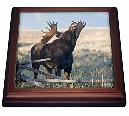 3dRose trv_97421_1 Wyoming, Grand Teton National Park, Bull Moose US51 JWI0374 Jamie and Judy Wild Trivet with Ceramic Tile, 8 by 8